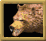 Grizzly